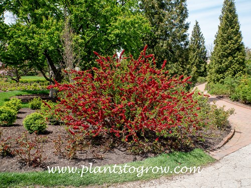 Double Take Scarlet Flowering Quince (Chaenomeles) 
This is a mature shrub,  Picture taken on May 6th on a bright sunny day.